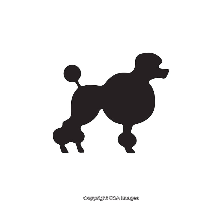 Poodle Silhouette Icon in Classic Black on White Background