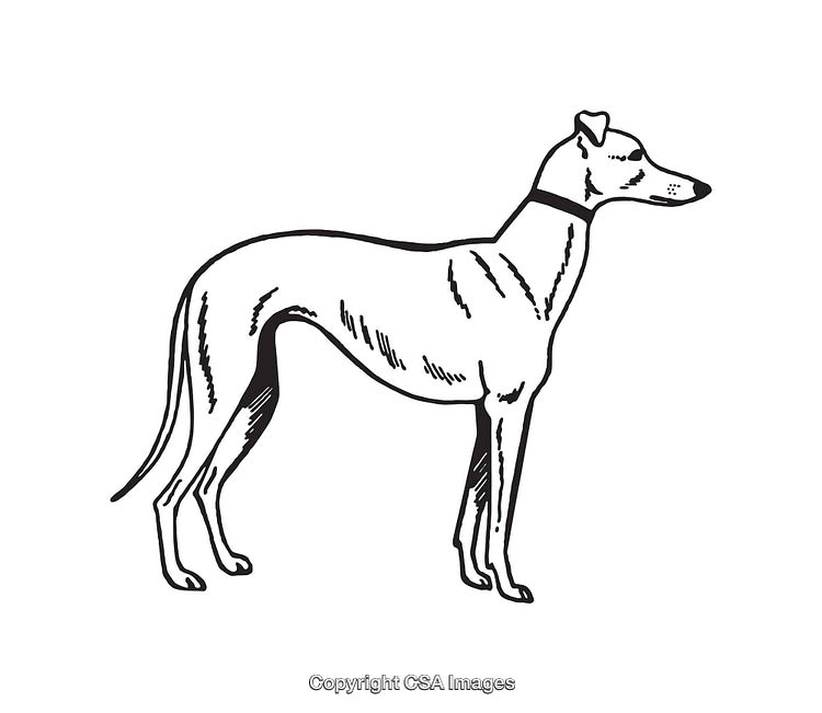 Detailed Black and White Line Art of a Greyhound Dog