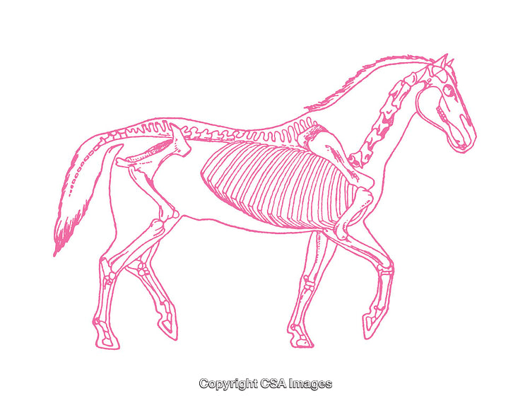 Pink Line Drawing of Horse Anatomical Skeleton and Muscle Diagram