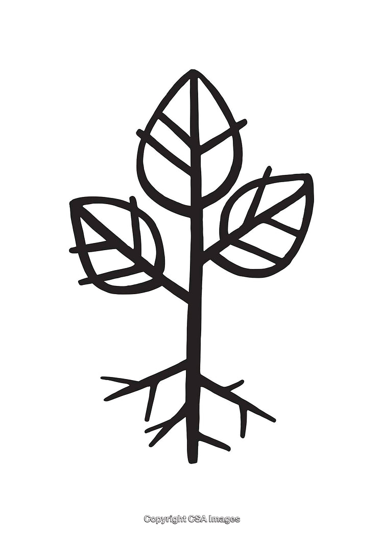 Black and White Line Art Illustration of a Plant with Leaves and Roots
