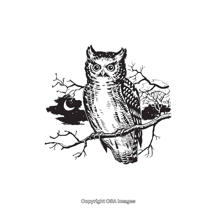 Detailed Black and White Owl Illustration on a Tree Branch at Night