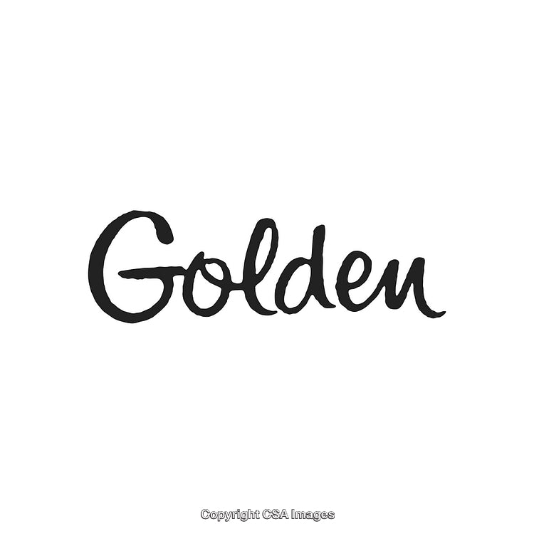 Stylish Handwritten Typography of the Word Golden on White Background