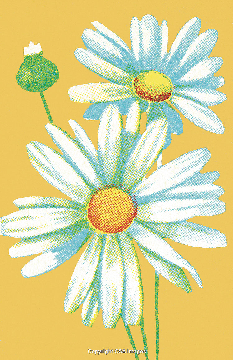 Illustration of Blooming Daisies with Vibrant Yellow Background