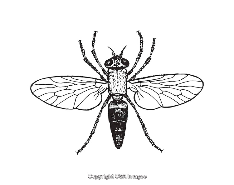 Detailed Black and White Line Art Illustration of a Flying Insect