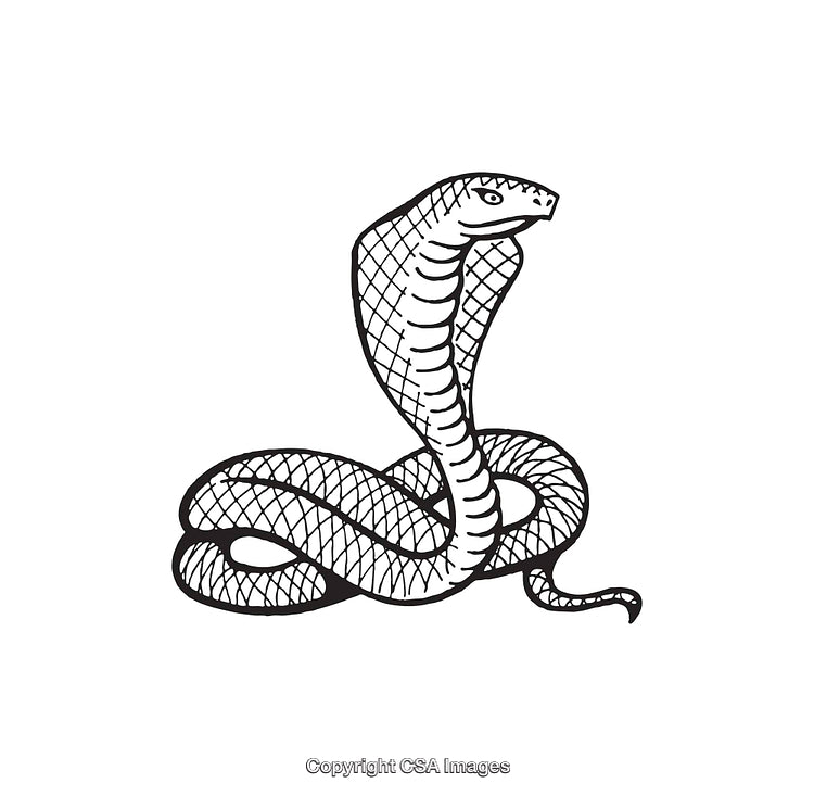 Black And White Line Art Illustration of a Snake with Raised Hood