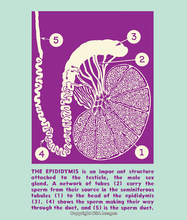 Detailed Colored Line Art of the Epididymis Anatomy With Labels