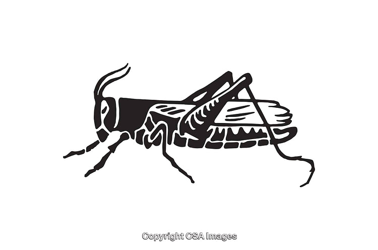 Black And White Line Art Illustration of a Grasshopper In Profile