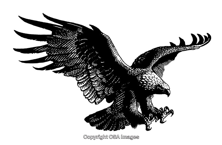 Detailed Black and White Engraving of a Majestic Eagle Landing