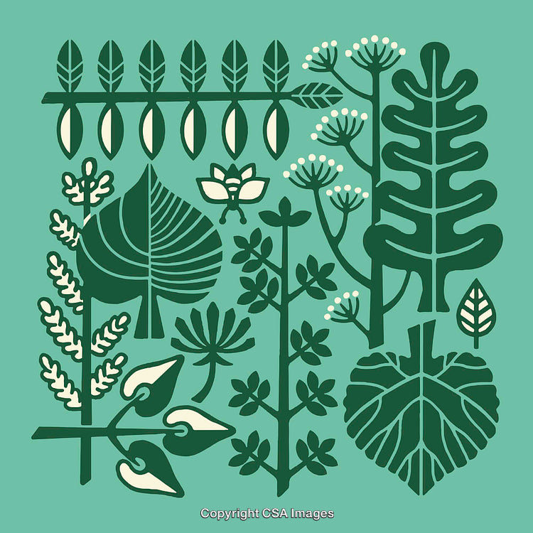 Botanical Line Art Illustrations of Various Leaf and Plant Designs