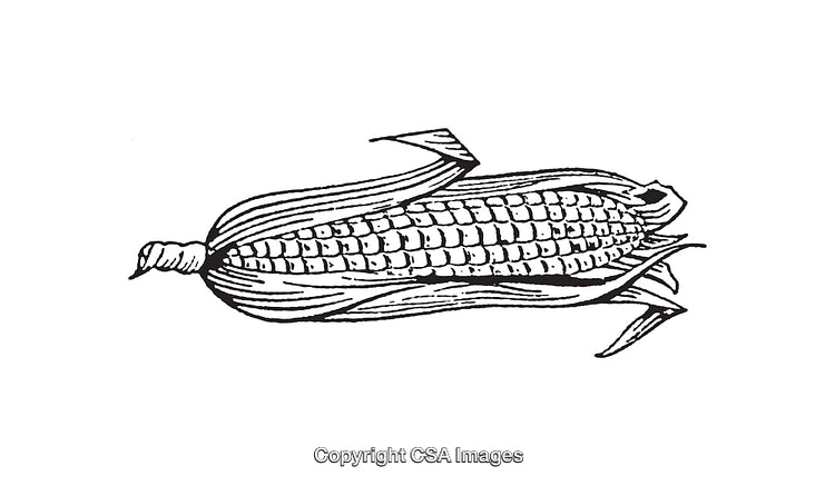 Black and White Line Art Illustration of an Ear of Corn