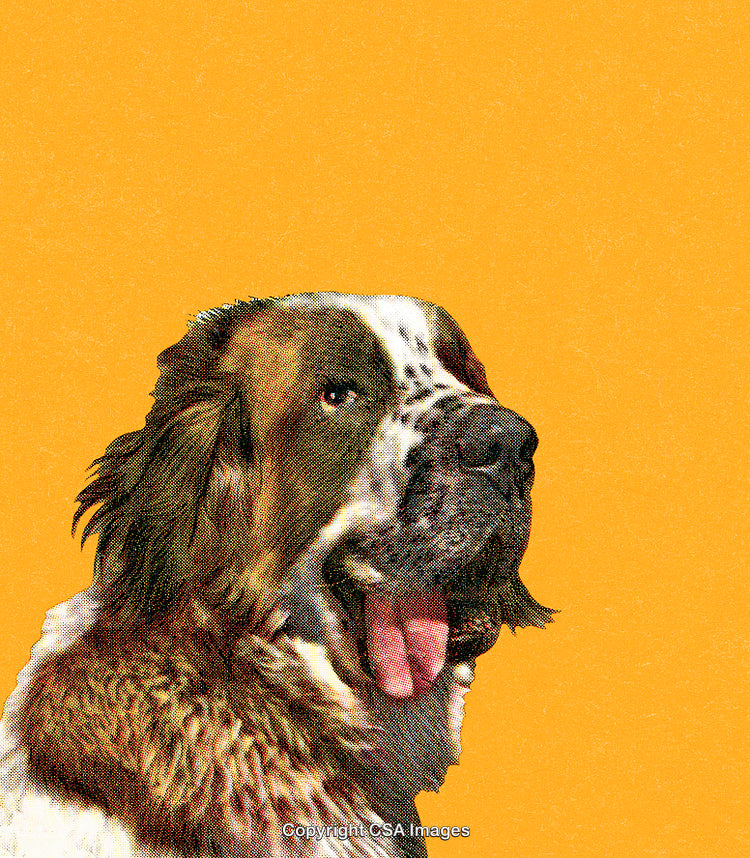 Stylized Portrait of a Dog with a Yellow Background in Pop Art Style