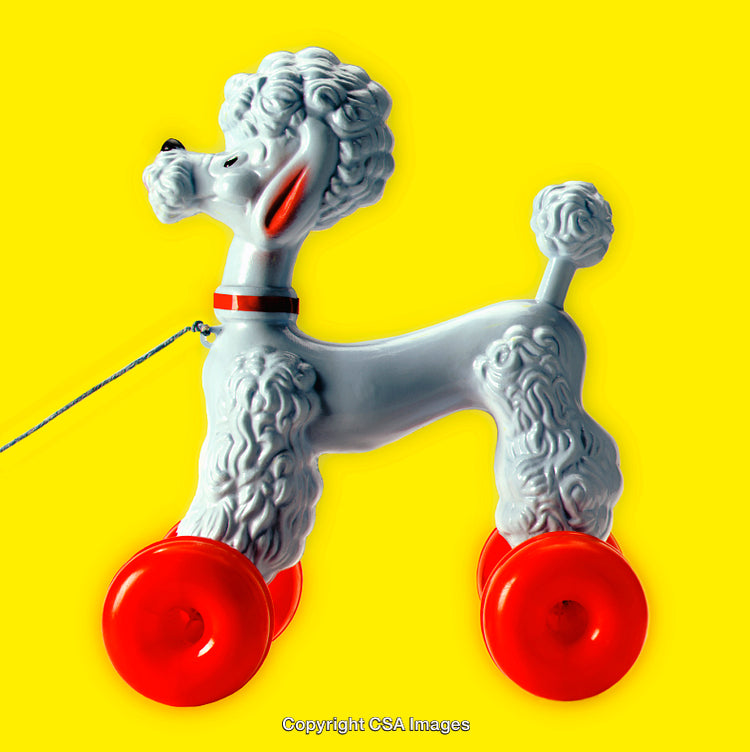 Vintage Toy Poodle On Red Wheels Against Yellow Background