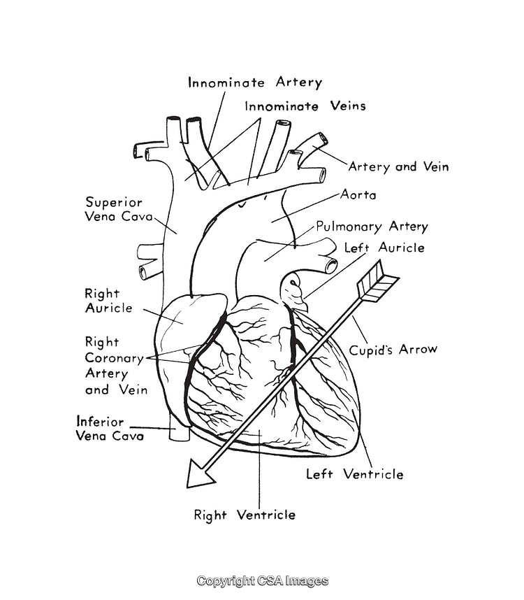 Illustrated Anatomical Diagram of the Heart with Labels in Black and White