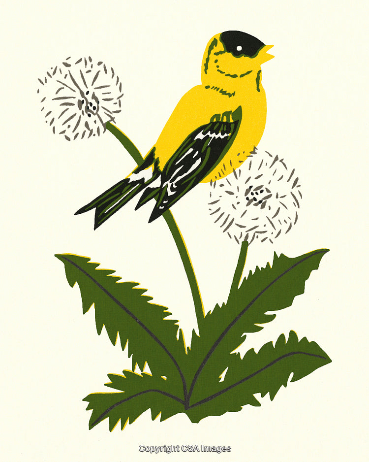 Bright Yellow Bird Perched on Dandelion with Green Leaves