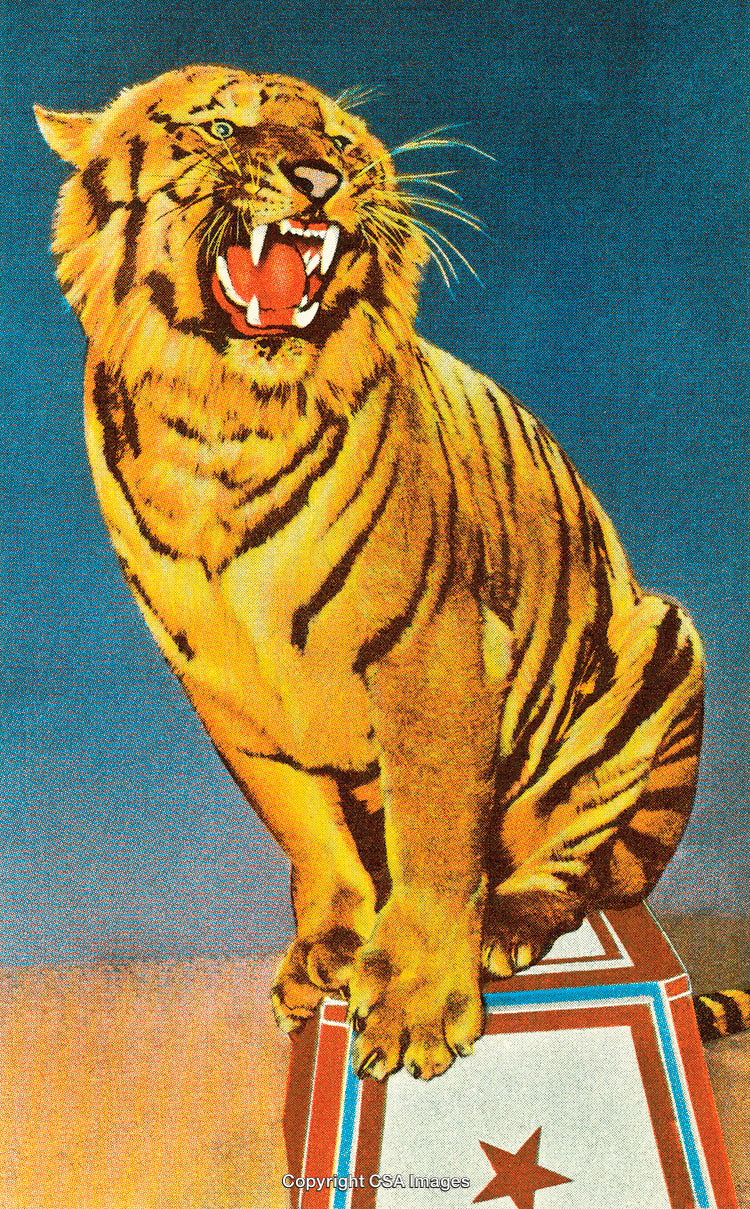 Illustrated Tiger Roaring While Standing on Decorative Platform