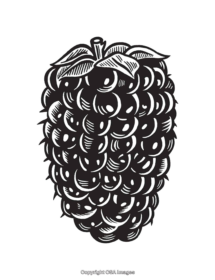 Black and White Line Art Illustration of a Detailed Blackberry