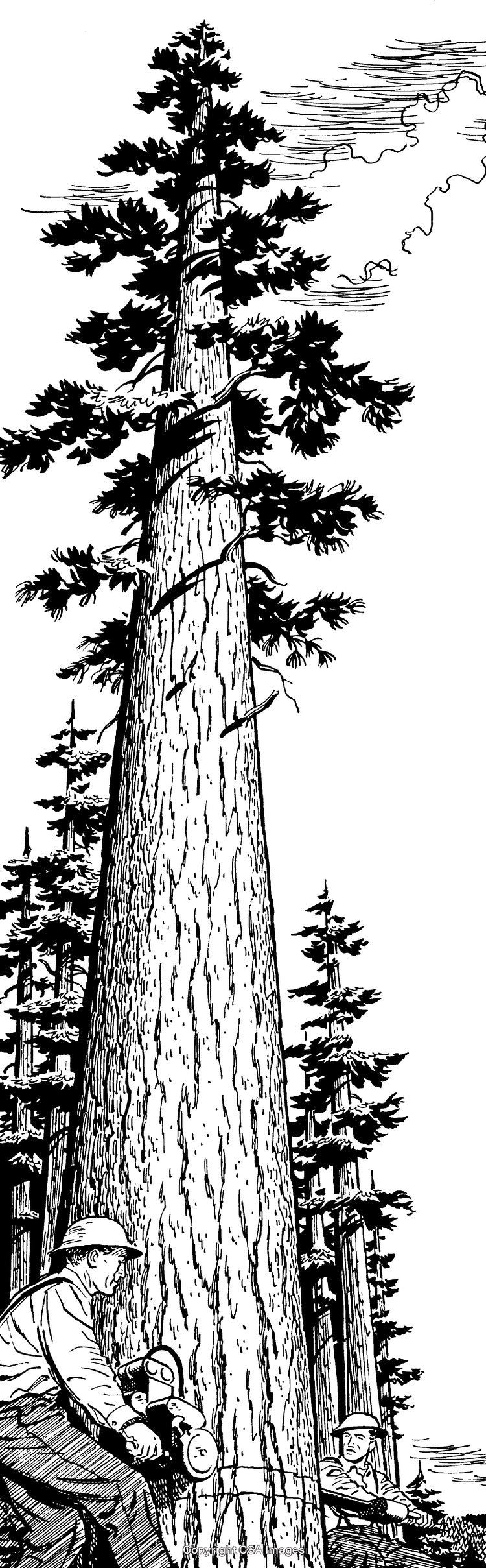 Vintage Engraving of Loggers Cutting Down a Large Pine Tree