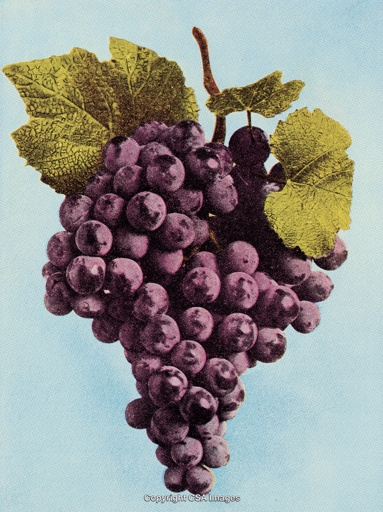 Close-up of Purple Grapes Hanging with Green Leaves on Blue Sky Background