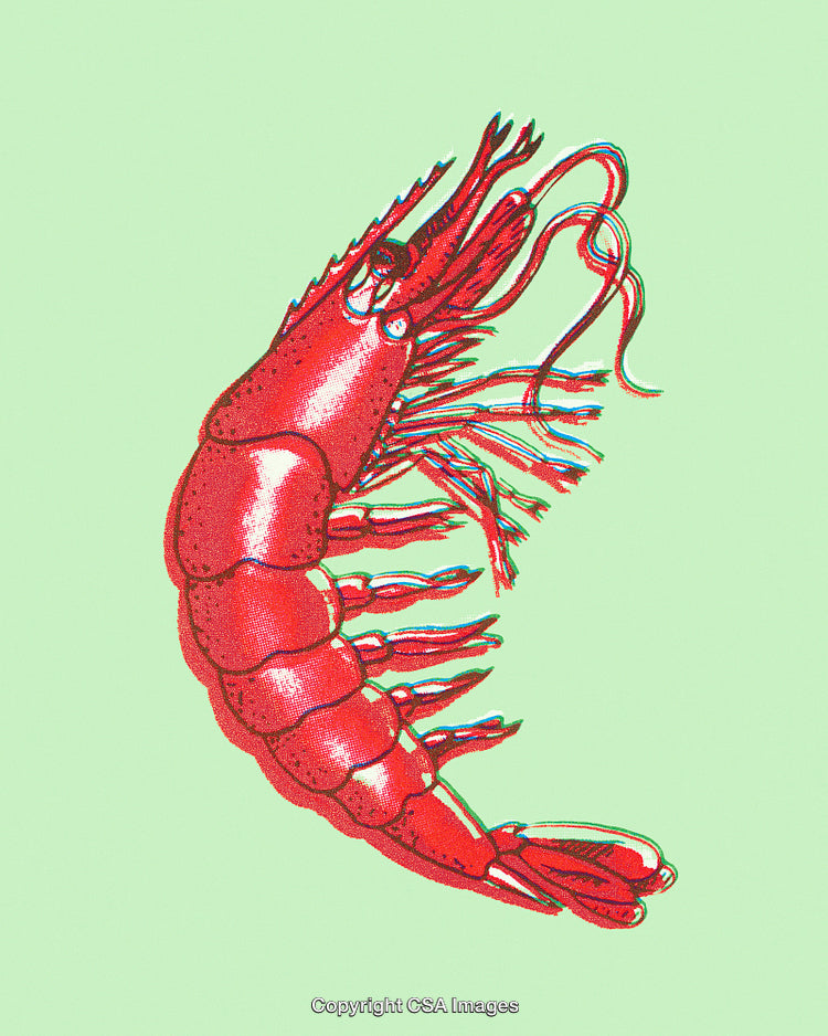 Artistic Illustration of a Vibrant Red Shrimp on a Light Green Background