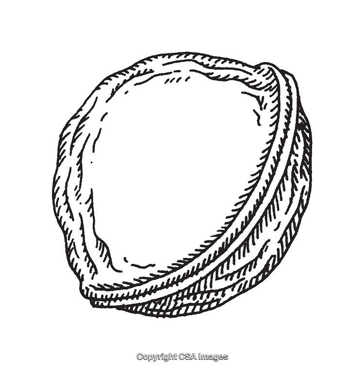 Highly Detailed Black and White Illustration of An Open Walnut Shell