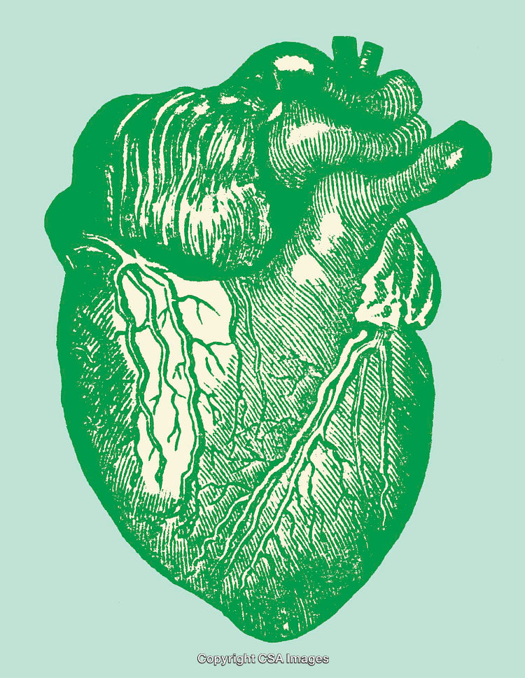 Detailed Green Line Art Illustration of a Human Heart on a Pastel Background