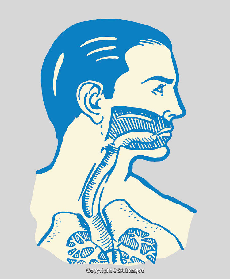 Blue and White Anatomical Diagram of the Human Respiratory System