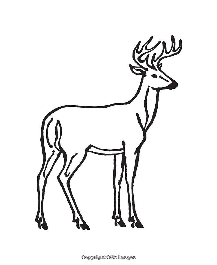 Detailed Line Art Illustration of a Standing Deer in Profile View
