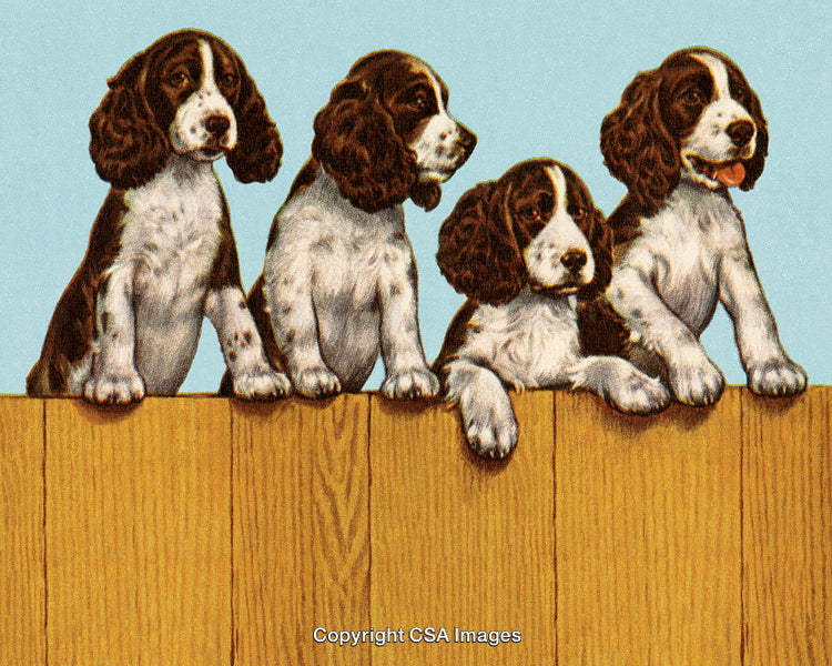 Adorable Puppies Looking Over Wooden Fence Against Sky Background