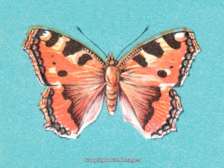 Bright Orange Butterfly with Black Markings on a Light Blue Background