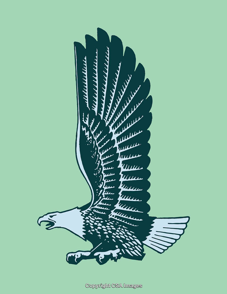 Vintage Line Art Illustration of an Eagle in Flight