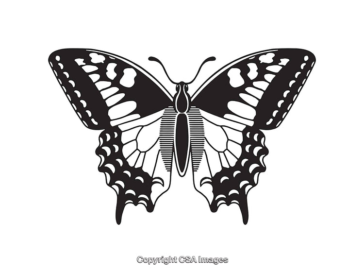 Black and White Butterfly Line Illustration with Intricate Wing Patterns
