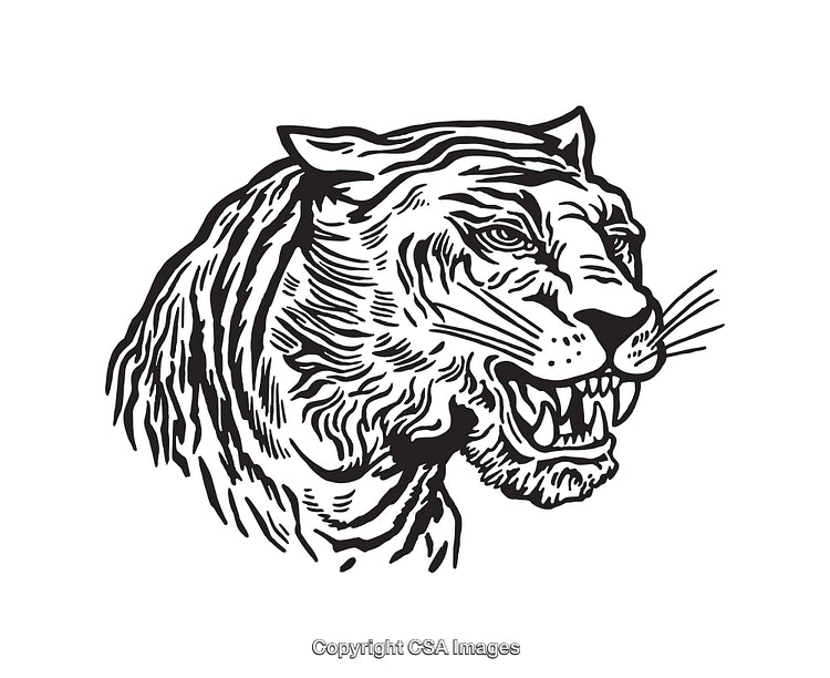 Detailed Black and White Line Art of a Fierce Tiger Profile