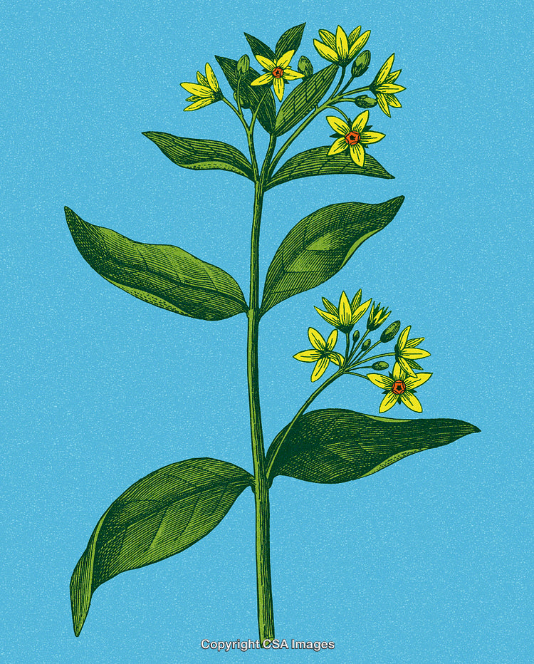 Vintage Botanical Illustration of Yellow Blossoms on a Blue Background