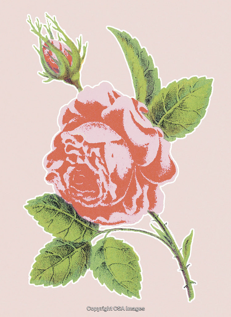 Beautiful Vintage Rose Illustration With Pink Petals and Green Leaves