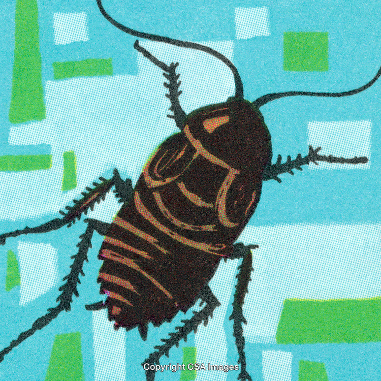 Close-Up View of a Vibrantly Illustrated Cockroach on a Blue Background