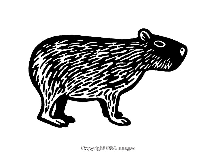 Black and White Line Art Illustration of a Capybara Profile