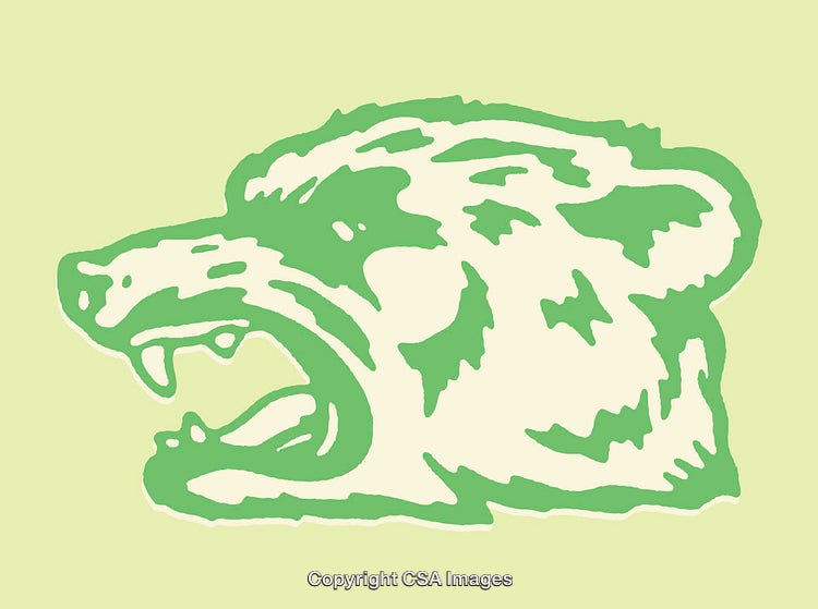 Colorful Line Art Illustration of a Roaring Bear Head