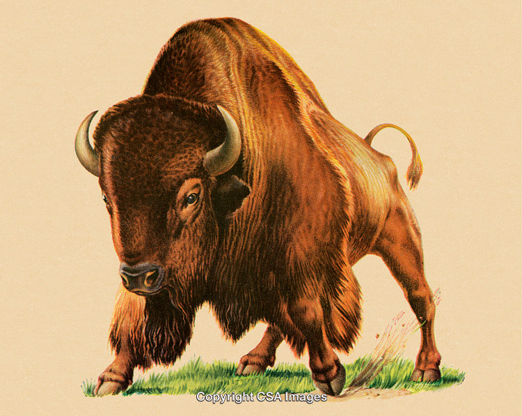 Illustration of a Powerful American Buffalo Standing on Grass