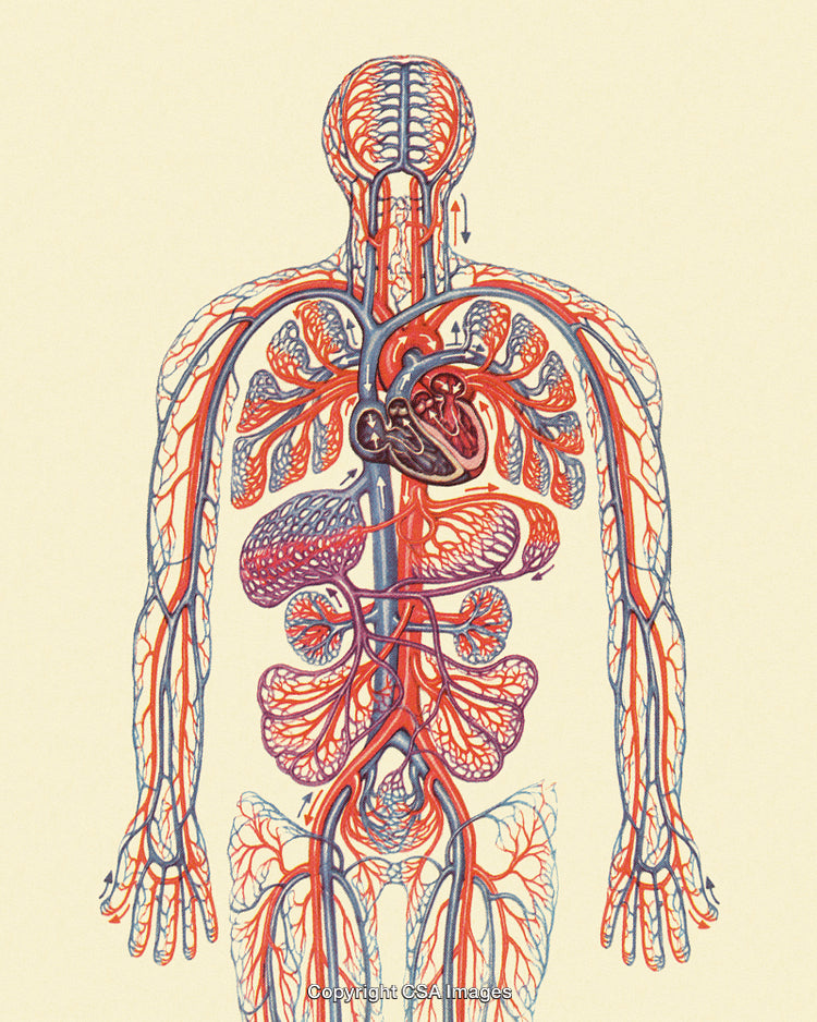 Detailed Illustration of Human Circulatory and Nervous Systems