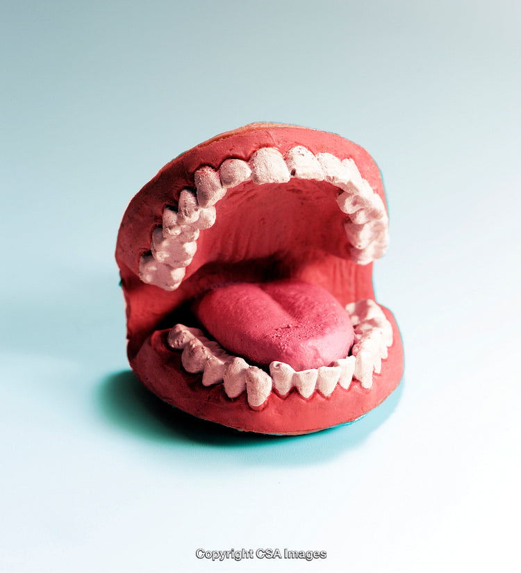 Close-Up of Artistic Model of Teeth and Tongue on Gradient Background