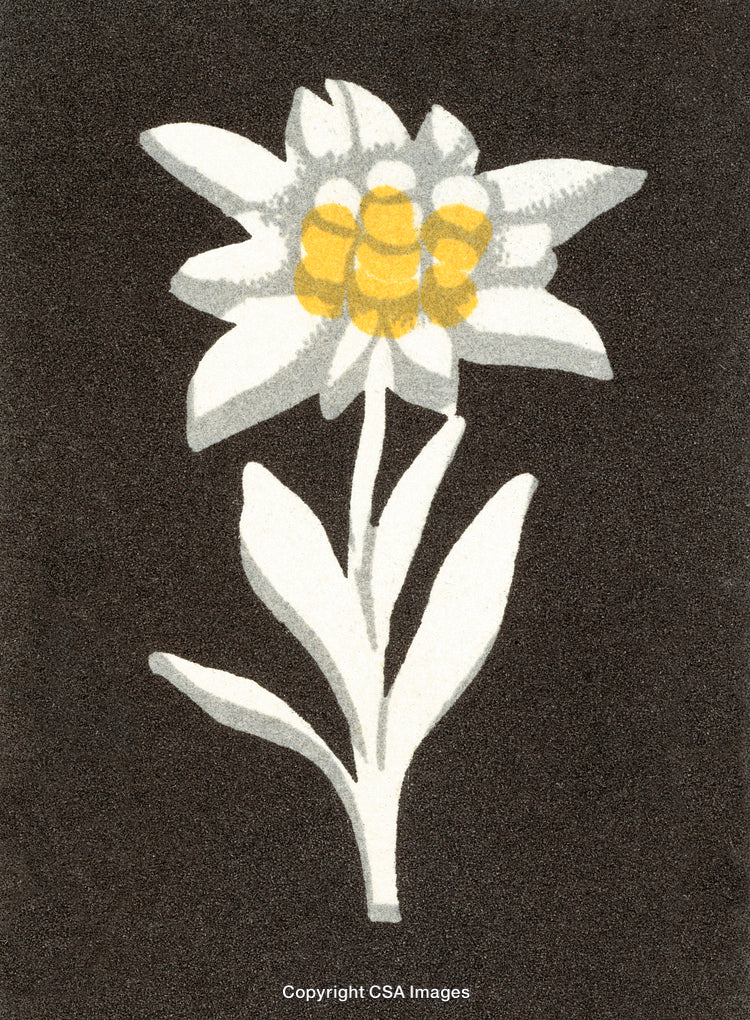 Elegant Illustration of an Edelweiss Flower on a Dark Background
