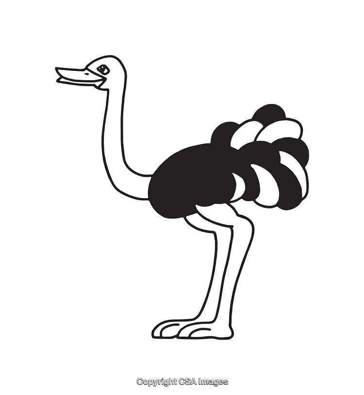 Black and White Line Art Illustration of a Standing Ostrich