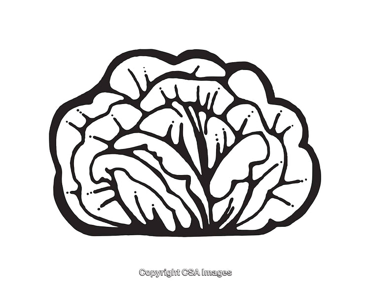 Black and White Line Art Illustration of a Cabbage Vegetable