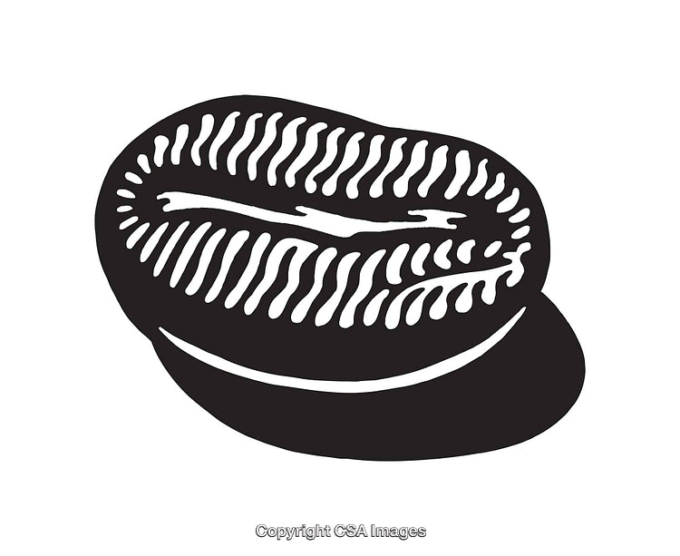 Black and White Cowrie Shell Illustration Depicting Natural Beauty in Line Art