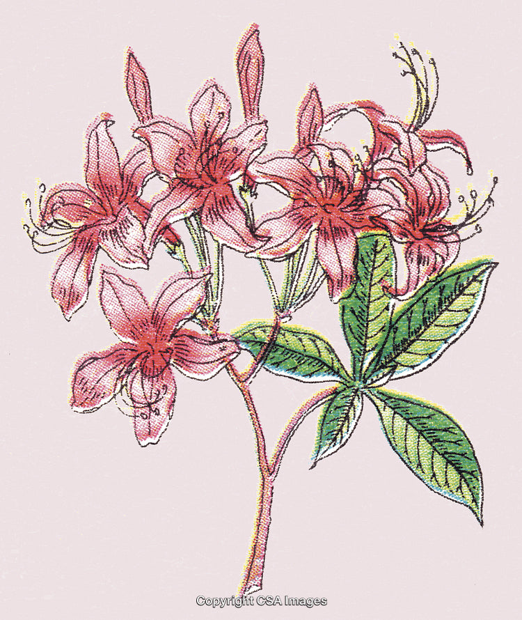 Pink Flowers