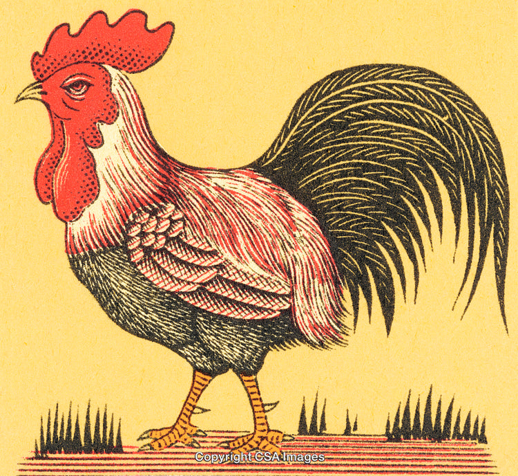 Vintage Illustration of a Rooster on a Yellow Background