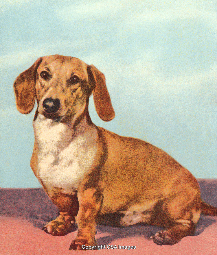 Vintage Illustration of a Dachshund Dog on a Pastel Background