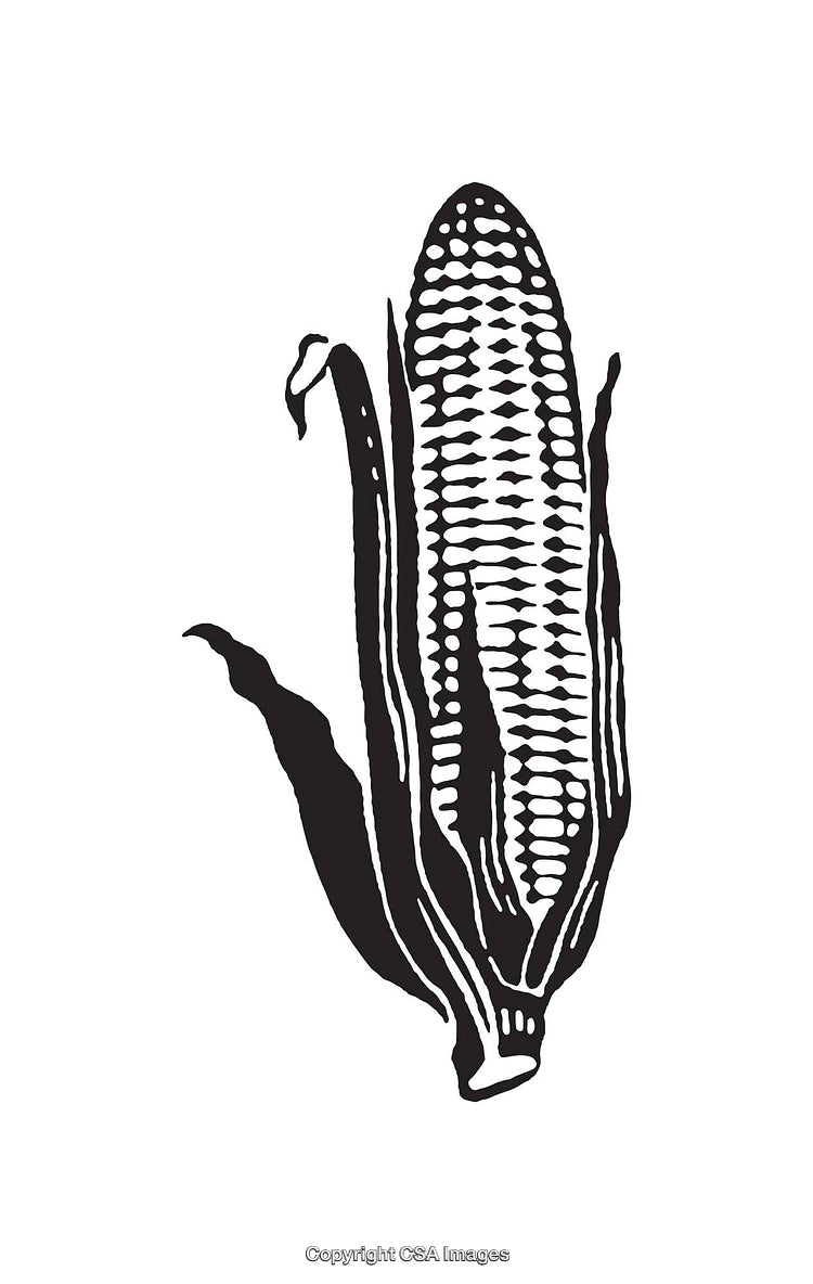 Black and White Line Art Illustration of an Ear of Corn