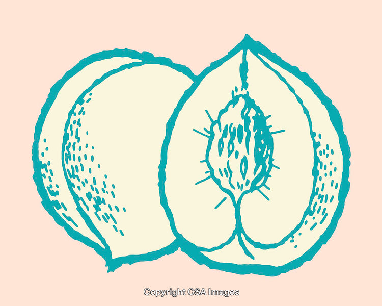 Vector Illustration of a Peach in Stylized Line Art