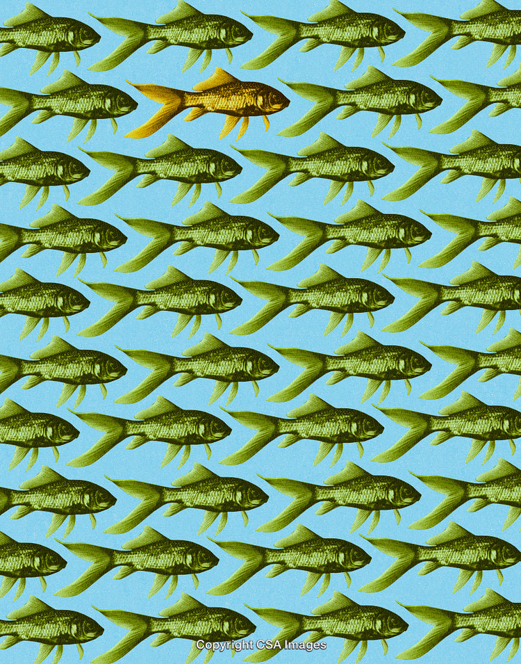 Fish Pattern